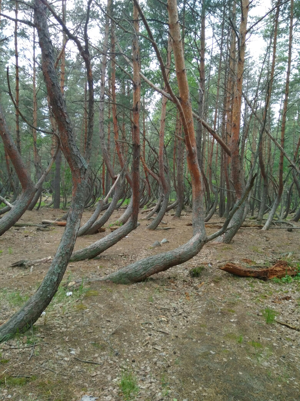 Шилово пьяный лес карта