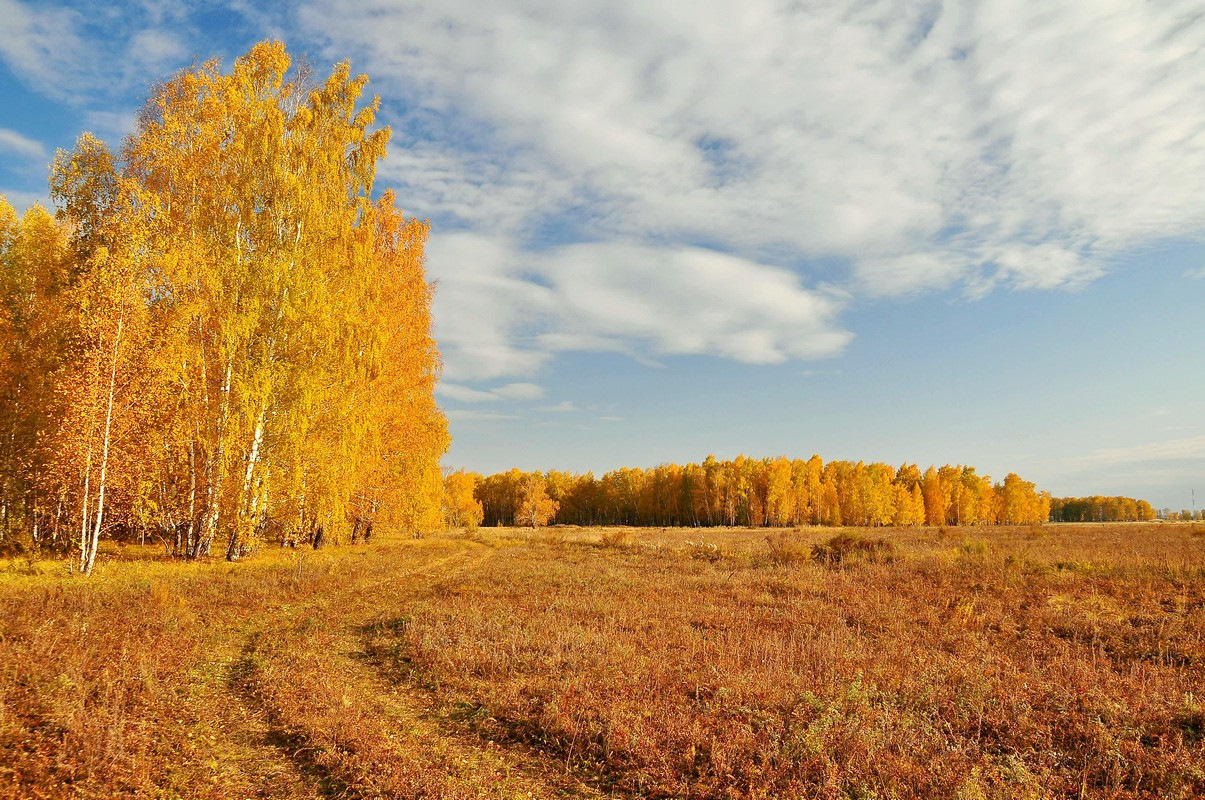 Погода в золотой омской. Золотая осень. Осень в России. Природа осень. Россия осенью.