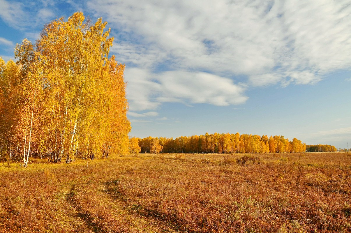 Осенний область. Осень в России. Золотая осень. Природа России осень. Золотая осень природа.