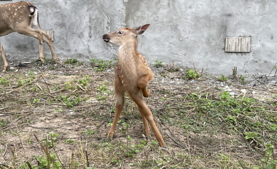 Фото в бортжурнале Cadillac Escalade (3G)