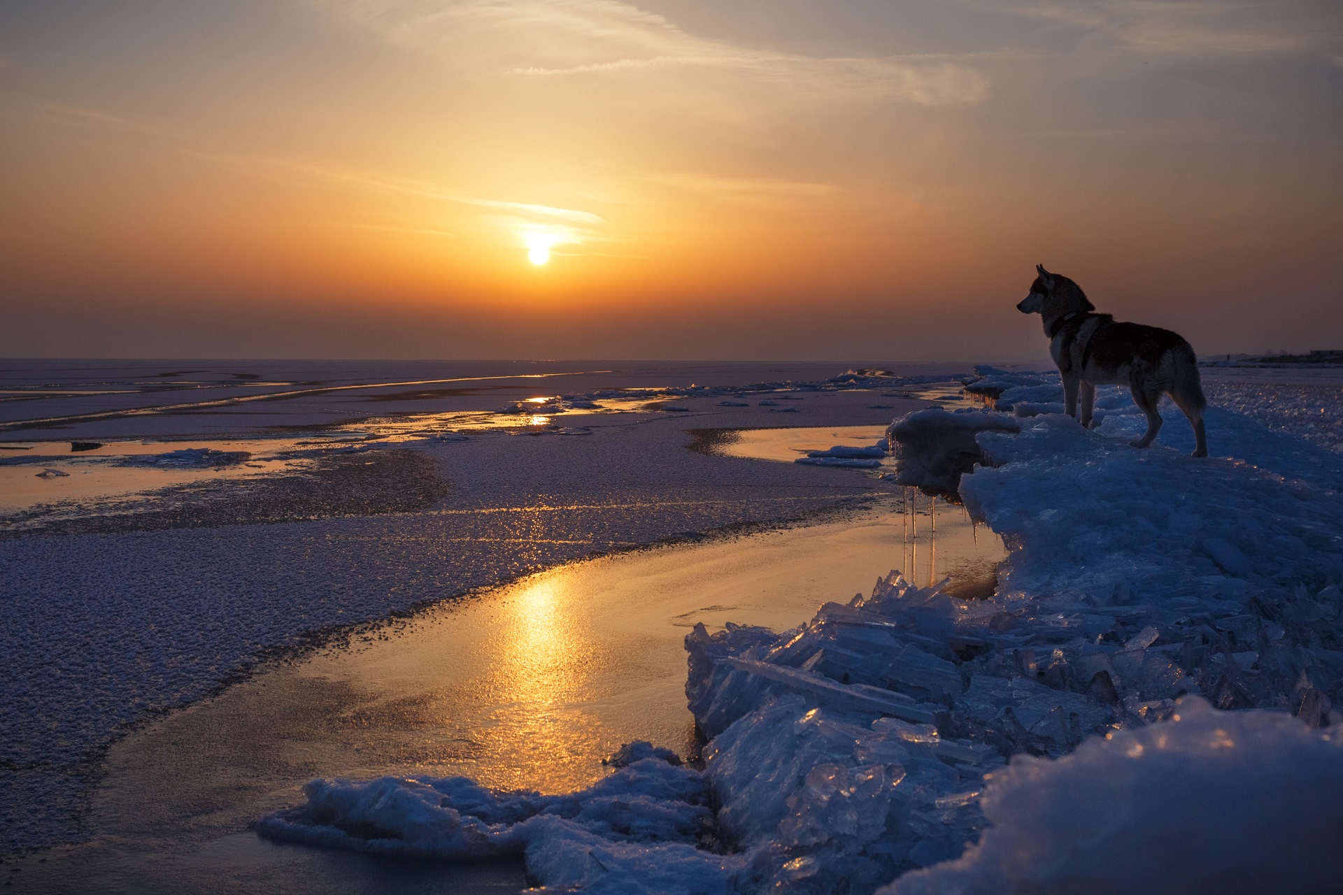 хаски у моря