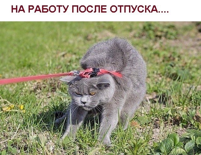 Открыток, прикольная картинка на работу после праздников