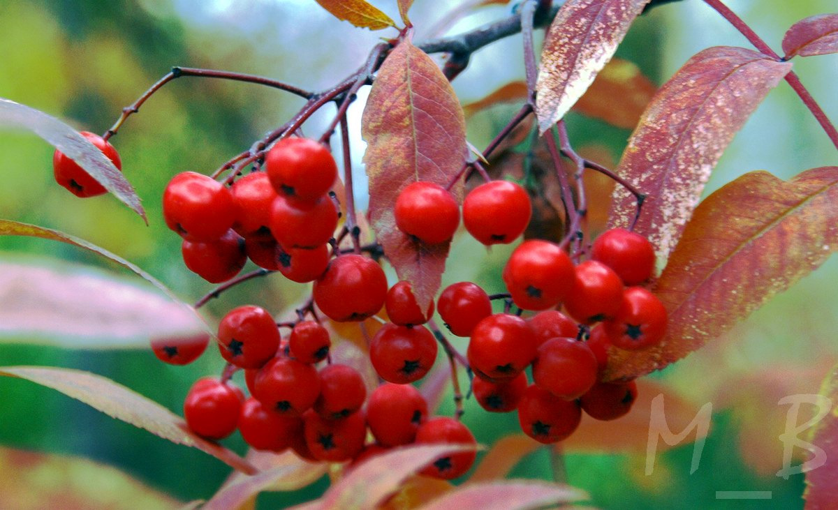 Рябина ред робин. Осень жара. Очень много рябины примета. Очень много рябины примета. Осень жара.