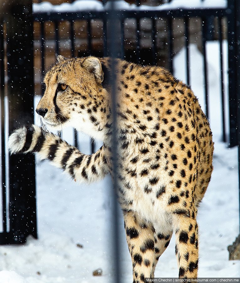 Зоопарк зимой стоит ли идти. Московский зоопарк. Зоопарк зимой. Обитатели Московского зоопарка. Зоопарк Москва животные.