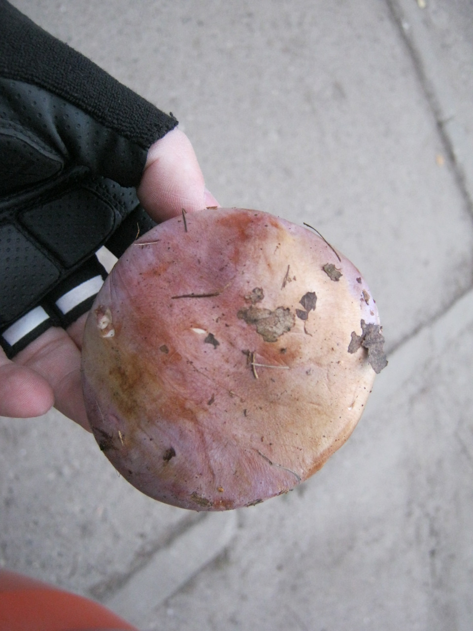 Фото в бортжурнале Lada Kalina Cross