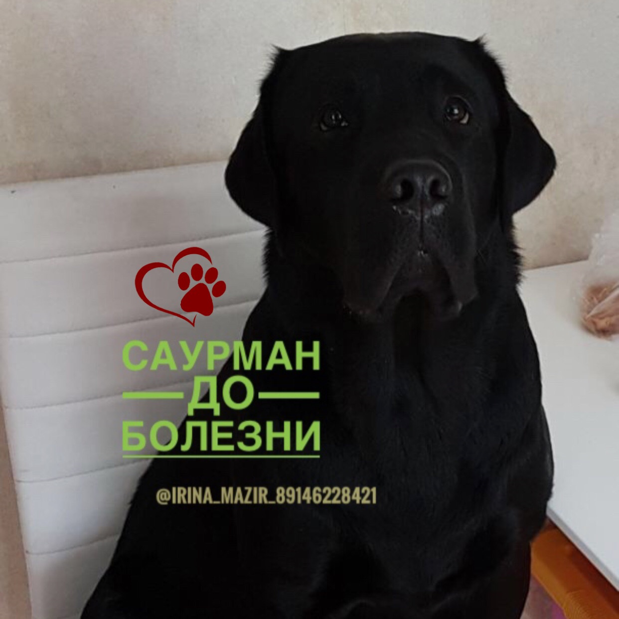 Помощь лабрадорам. Помощь лабрадорам