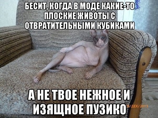 Никто не бесит. Шутки про животных. Бесит когда в моде плоские животы. Пузико картинки смешные.