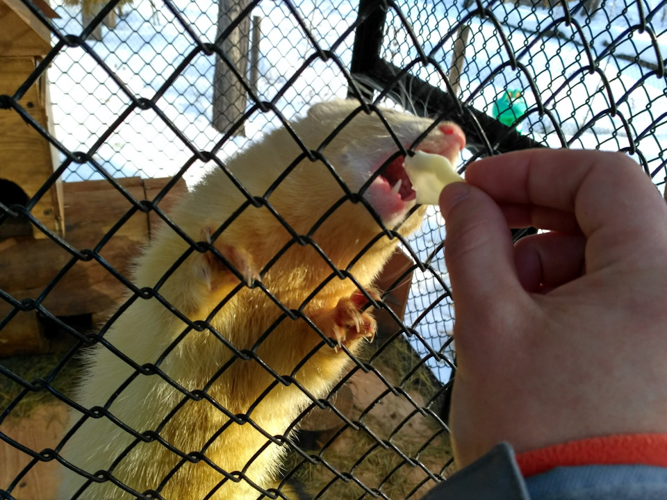 Поездка в Абзаково — Volkswagen Touareg (1G), 3 л, 2007 года ...