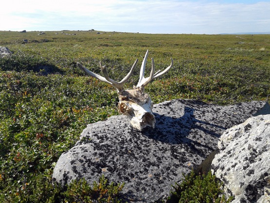 Фото в бортжурнале УАЗ 315195 Hunter