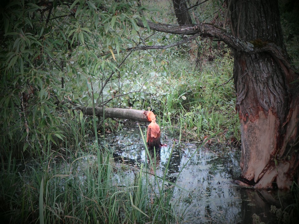 Велобагажник. Своими руками. — Mercedes-Benz E-class (W124), 2,5 л ...