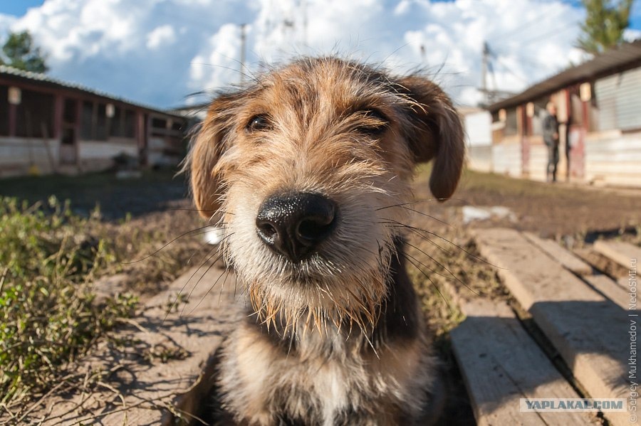 Приют животных фото животных