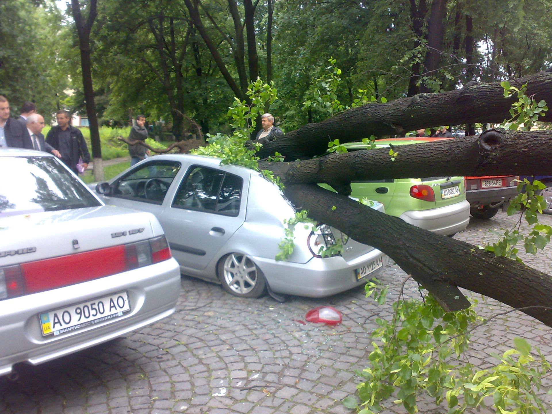 Дерево — камикадзе — автоубийца!) — DRIVE2