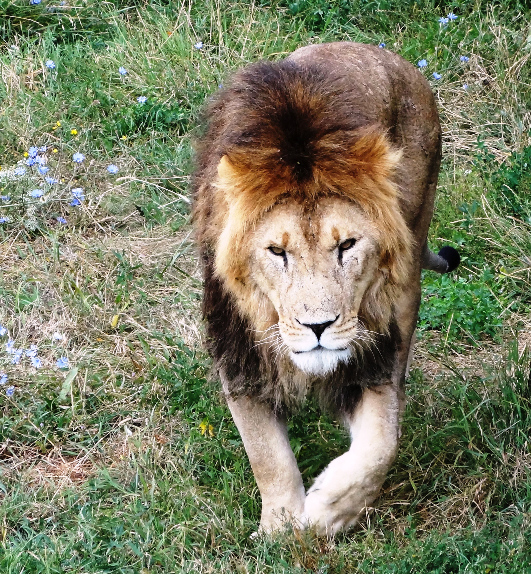 Тайган симбо. Парк львов тайган в крыму. Львы тайгана. Белый лев красавец. Парк львов тайган.