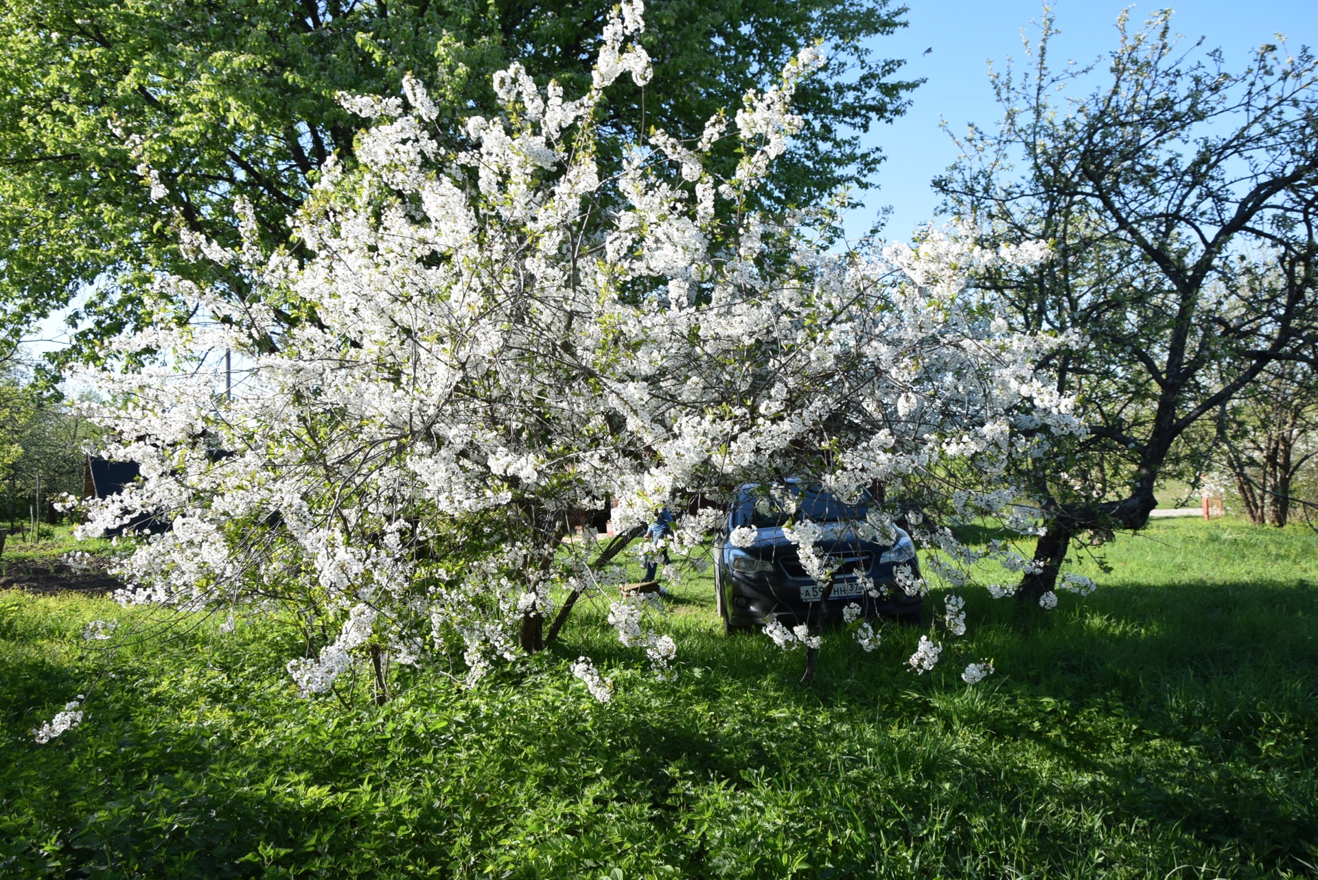 Весеннее цветение деревьев черемуха, вишня