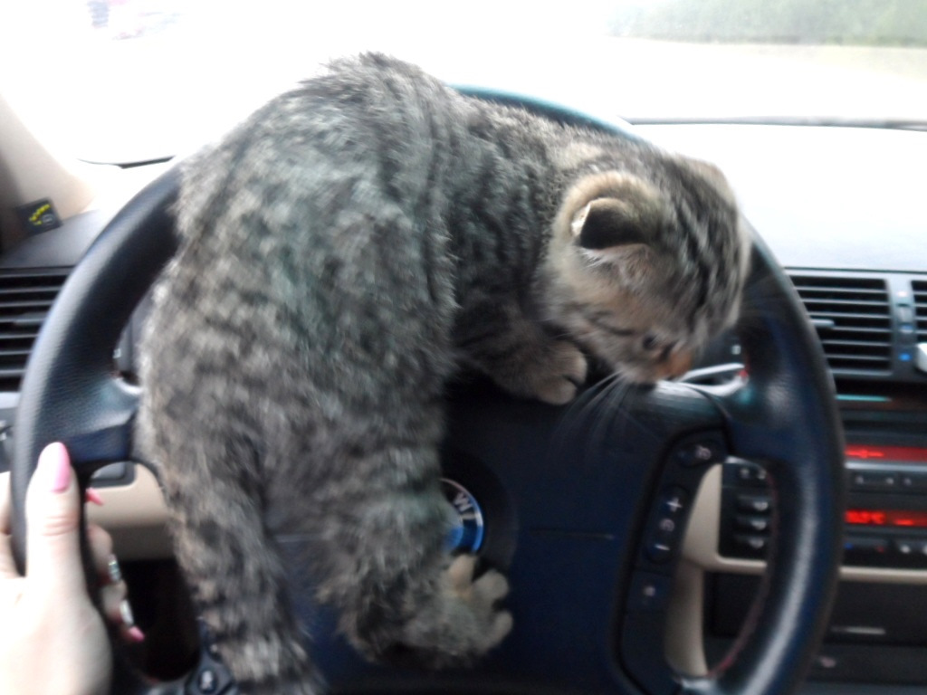 Кот с бмв. BMW кошачий. Фото котика с БМВ. Сибирский кот и БМВ.
