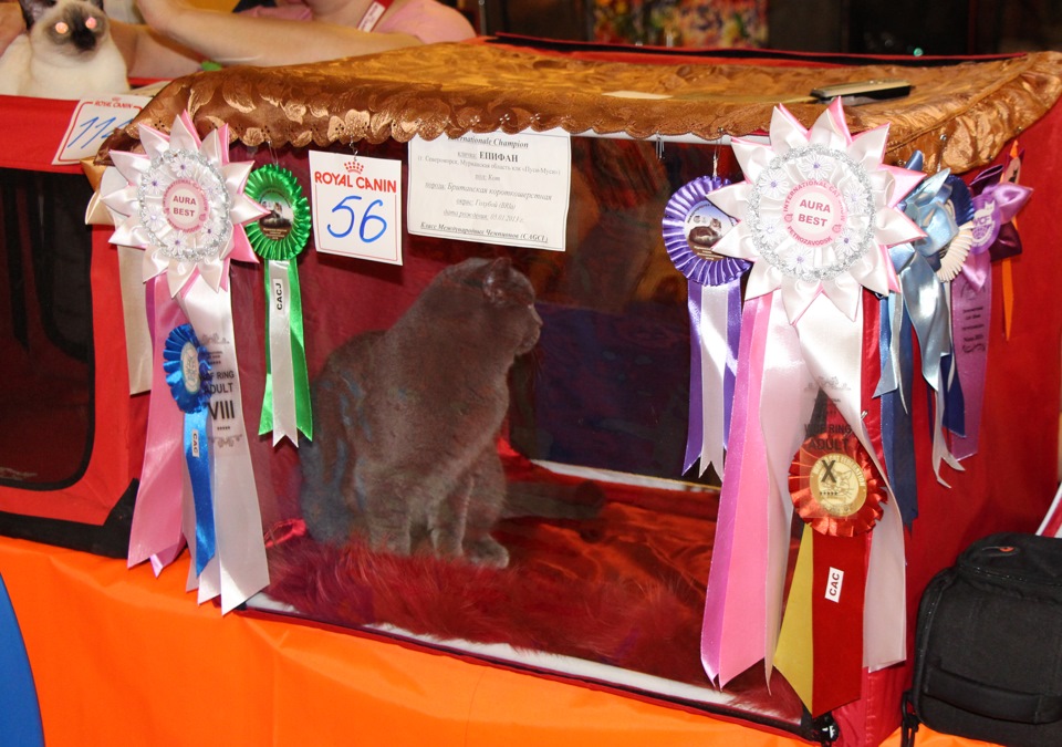 Кот Епифан в отпуске. Часть первая — байки.:-) — DRIVE2