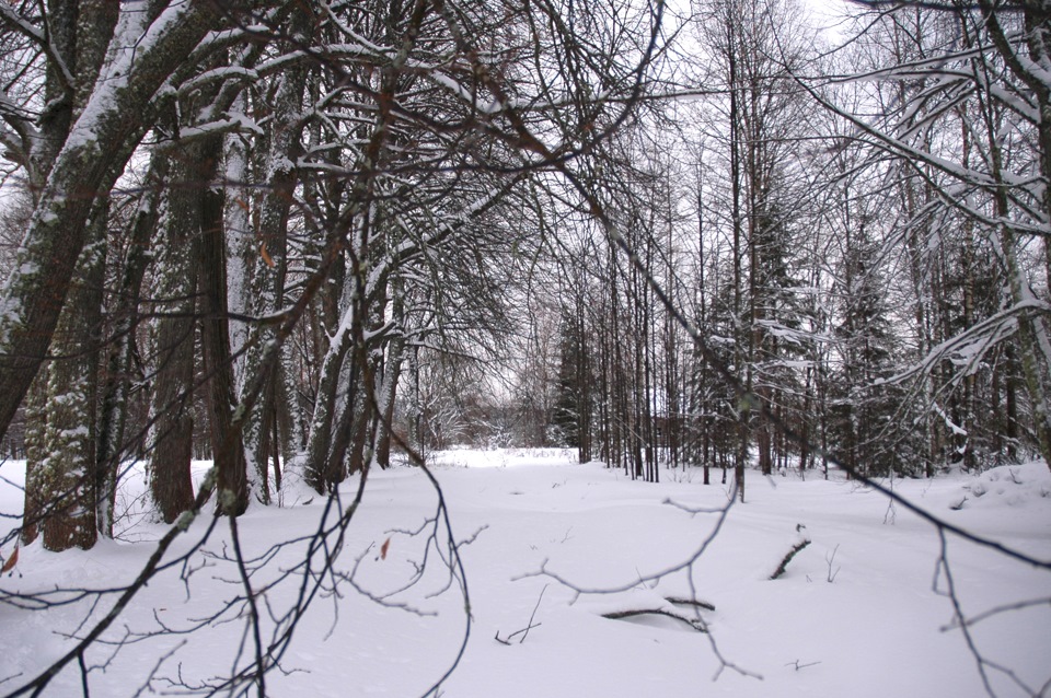 Липовая аллея — когда-то это была целая усадьба — УАЗ Patriot