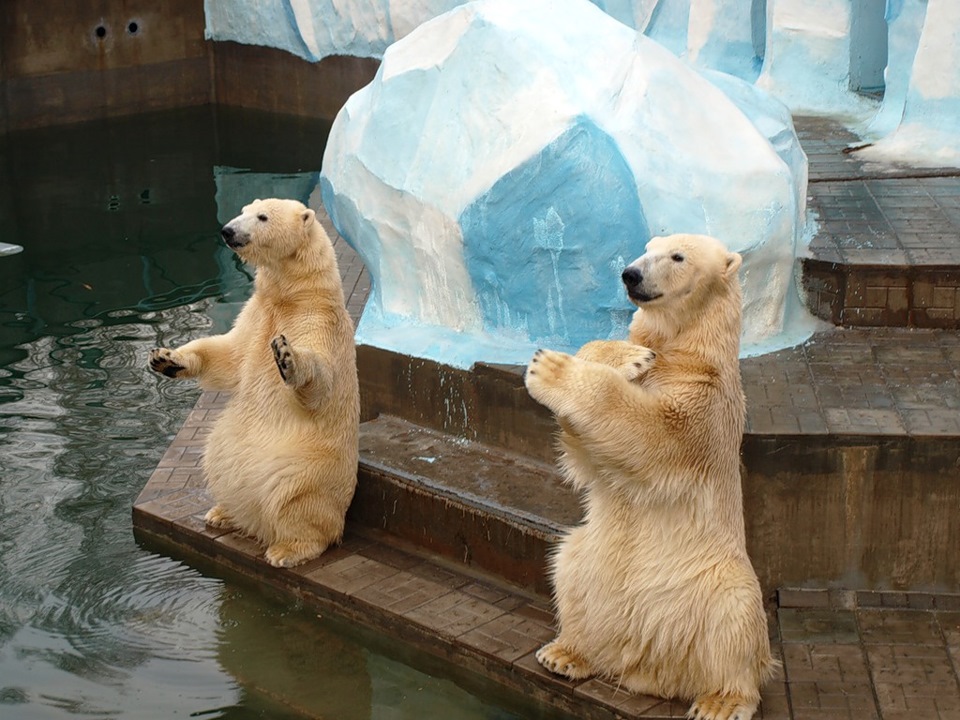 Где фото дня. Новосибирский зоопарк Novosibirsk Zoo. Зоопарк Новосибирск официальный сайт. Зоопарк Новосибирск белые медведи. Белые медведи в Новосибирском зоопарке.