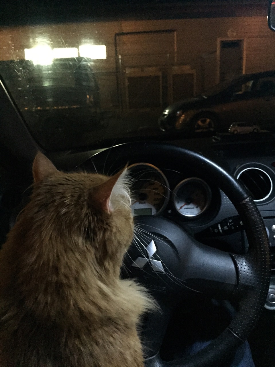 Котики в машине за рулем
