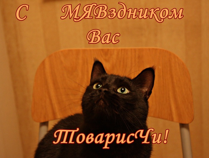 С первым днем кота. День кошек. Всемирный день кошек открытки. Поздравление с днем кошек.
