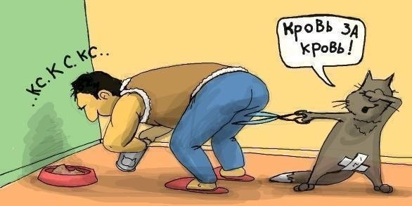 Кошка писает кровью