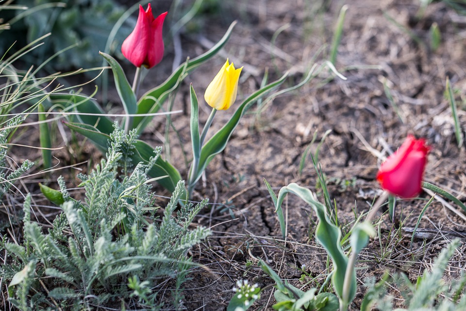 Spring Astrakhan