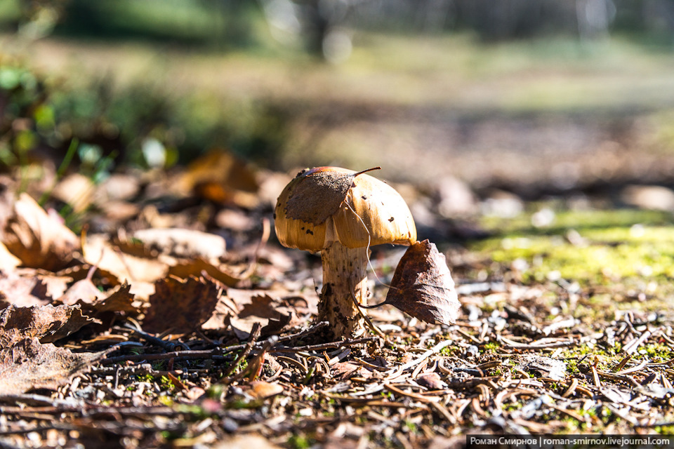 Фото в бортжурнале Chevrolet Niva (1G)