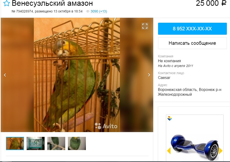 Амазон форум. Амазон авито. Прикол про продажу венесуэльского Амазона. Роскошный Амазон. Попугай совершил покупку на Амазоне.