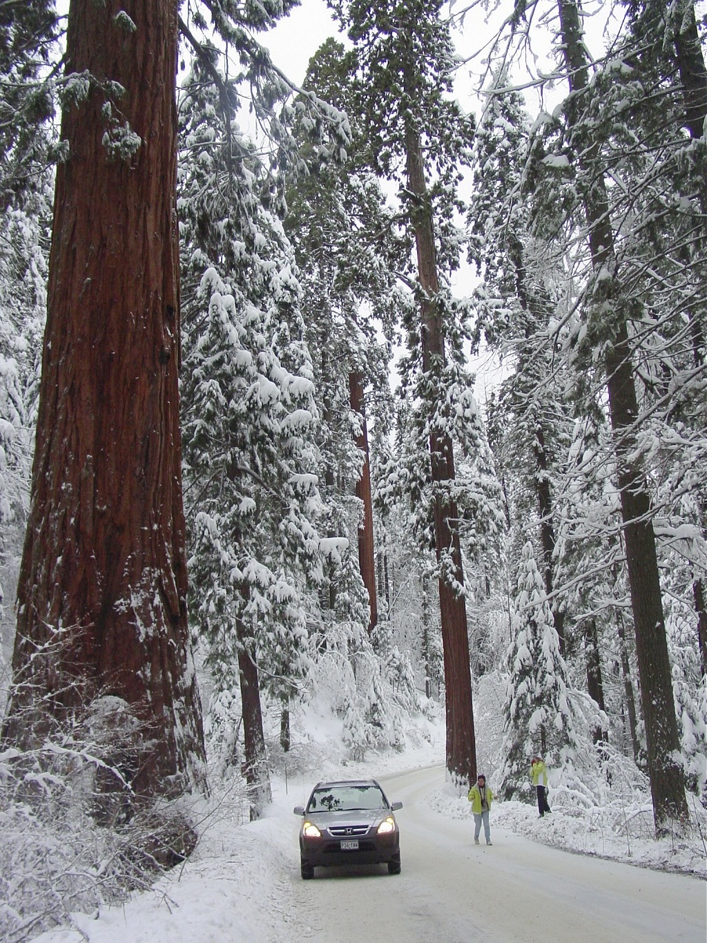 Sequoia park зимняя ул 27 фото Национальный Парк Секвойя - DRIVE2