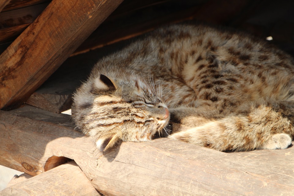 Сафари парк Шкотово