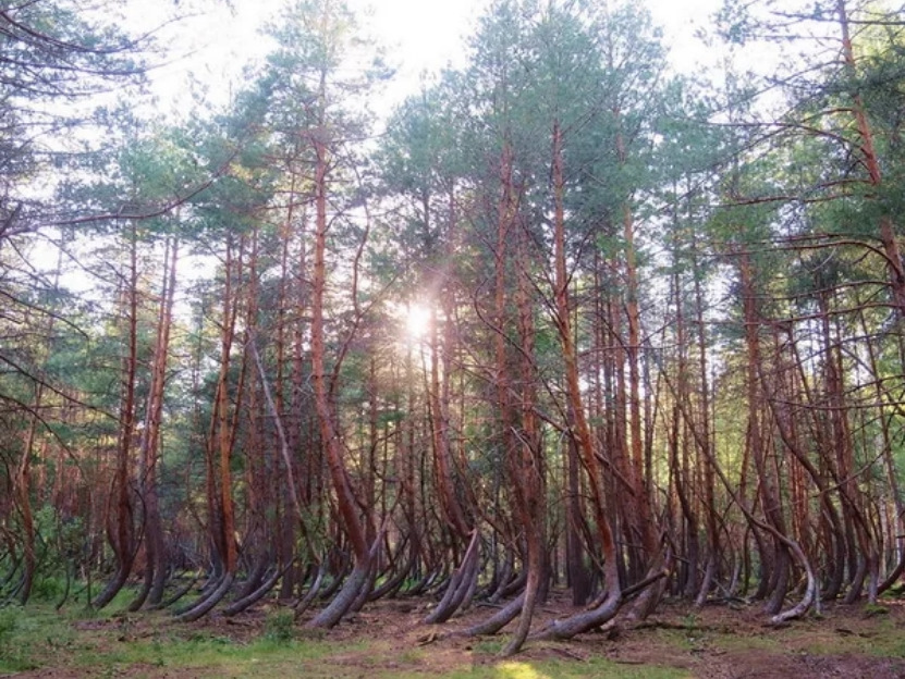 Рязанский танцующий лес