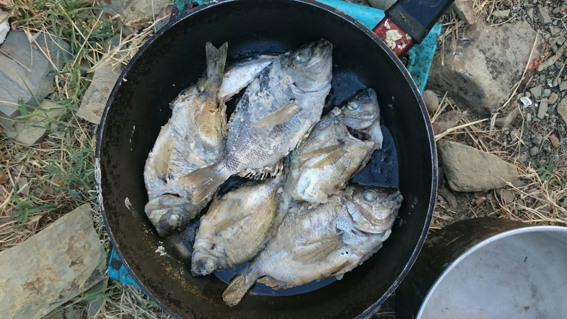Абрау какая рыба водится. Абрау какая рыба водится. Кемпинг абрау дюрсо. Какая рыба водится в абрау дюрсо. Браконьеры новороссийска.