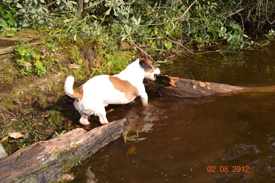 Гоша, борется с озерным чудищем! — Mitsubishi Pajero Sport (2G)