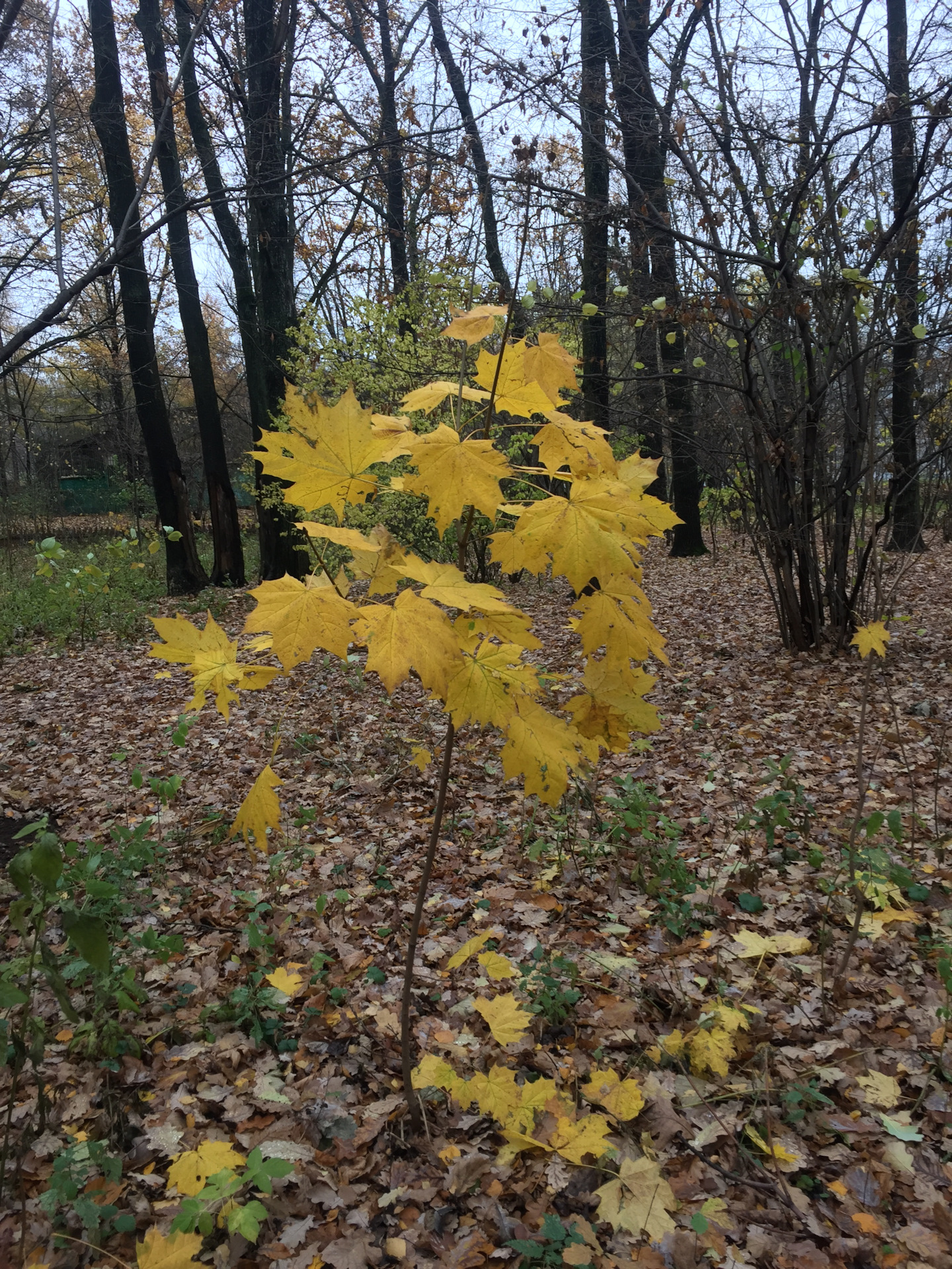 Когда не будь отнюдь однако либо… — DRIVE2