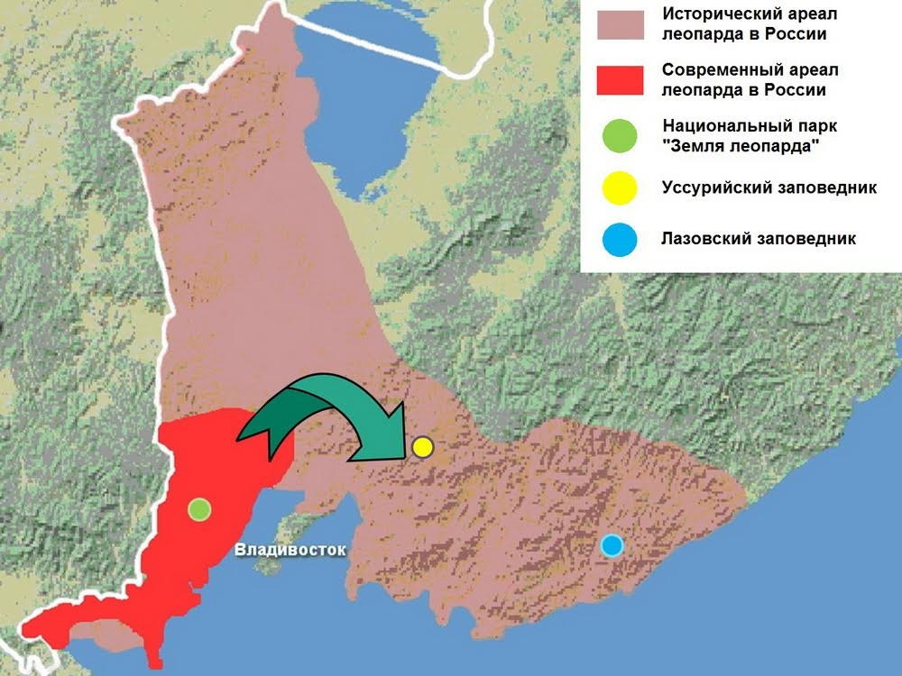 Карта животных приморского края