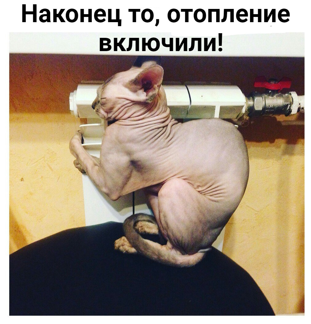 Кот с лысиной на голове мем В поисках тепла. - Volkswagen Jetta VI, 1,6 л, 2012 года визит на сервис DRIVE2