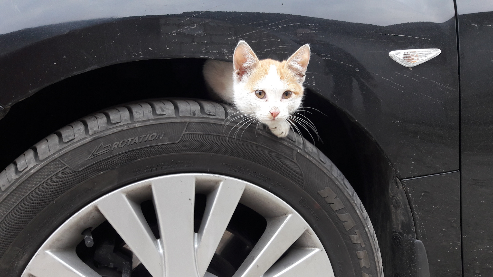 Включи машины котик. Пушистый попутчик. Где под машиной может спрятаться кошка.