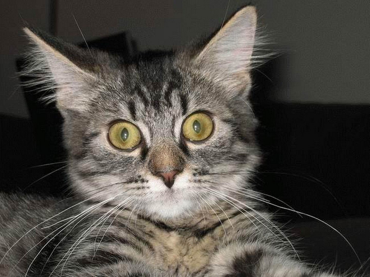 Удивлённое лицо кота
