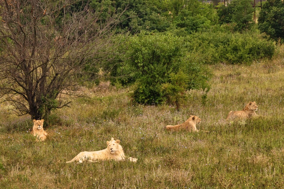 Фото в бортжурнале Subaru Impreza (GC/GF)