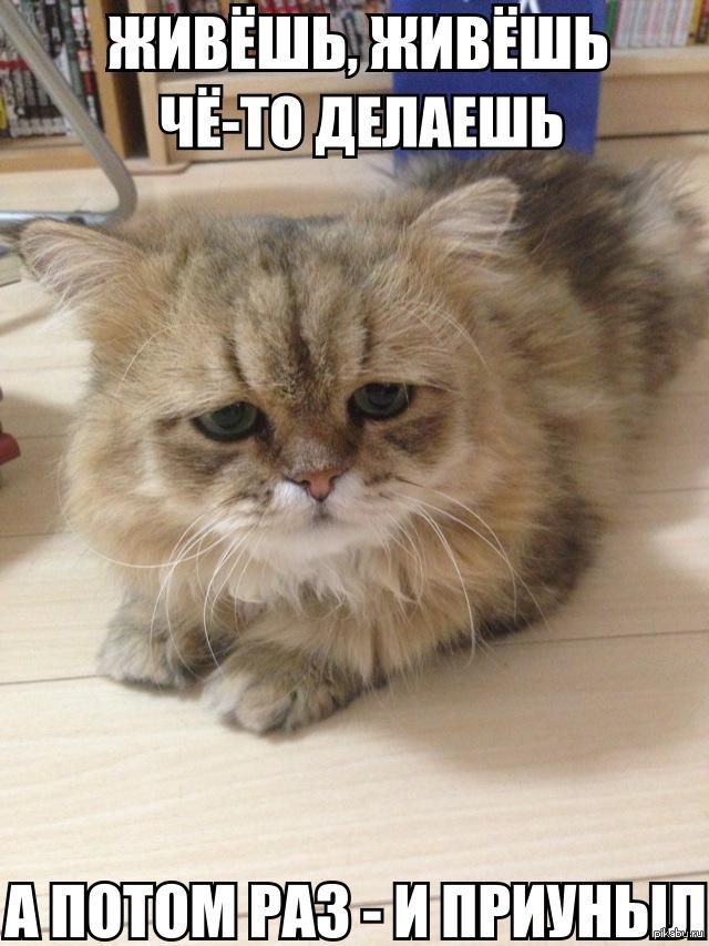 Че делаешь смешные картинки, успением пресвятой