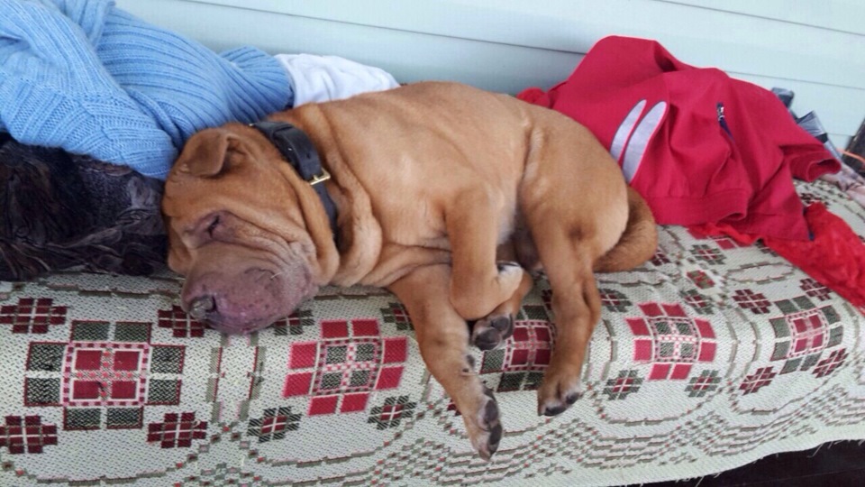 Замена подшипника вискомуфты — Volkswagen Passat Variant (B5), 2,3 л ...