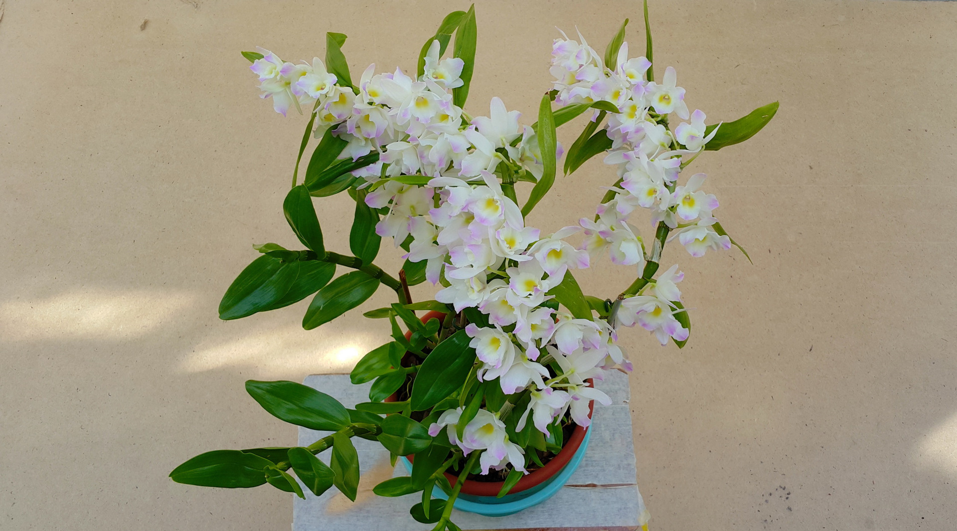 Орхидея Дендробиум цветение