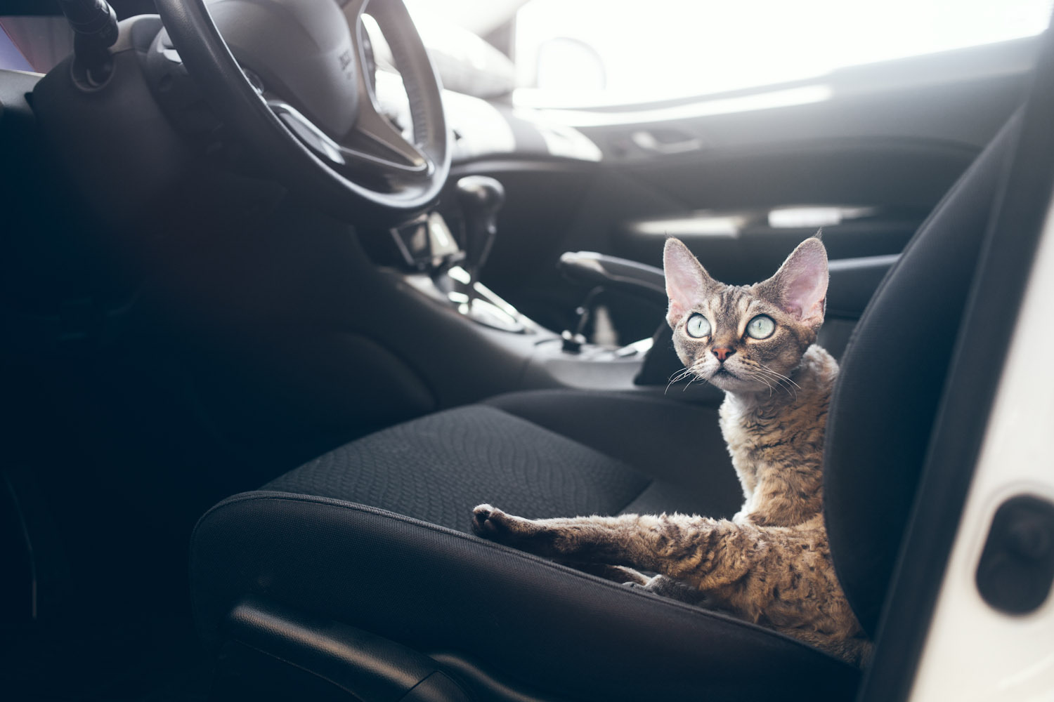 Car cats. Кошка в салоне автомобиля. Кот в шоке в машине. Кошка сидит на машине. Кот путешествует в машине.