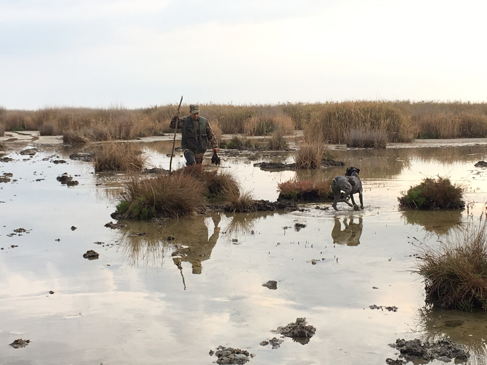 Полевая болотно луговая дичь. Охота на гуся осенью в саратовской области. Болотная охота. Весенняя охота на селезня. Охота на болотно луговую дичь.