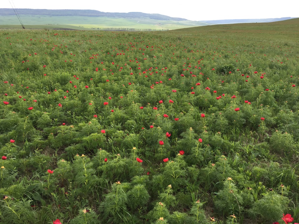 Лохмачи — Автошок на DRIVE2