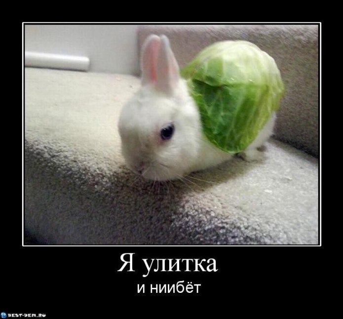 Смешные картинки с улитками с надписями, открытка днем
