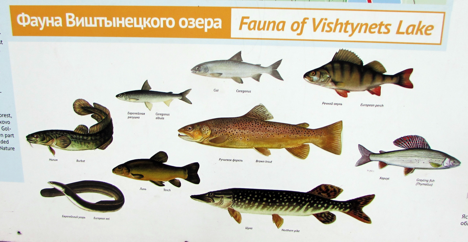 Какие рыбы водятся на байкале фото с названиями