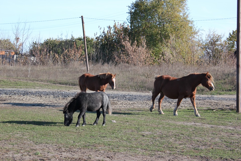 Рио vs E-Revo — KIA Rio 5-door (3G), 1,6 л., 2012 года | просто так ...