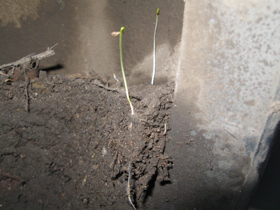 без обидная коррозия метала — Lada Приора седан, 1,6 л, 2008 года ...