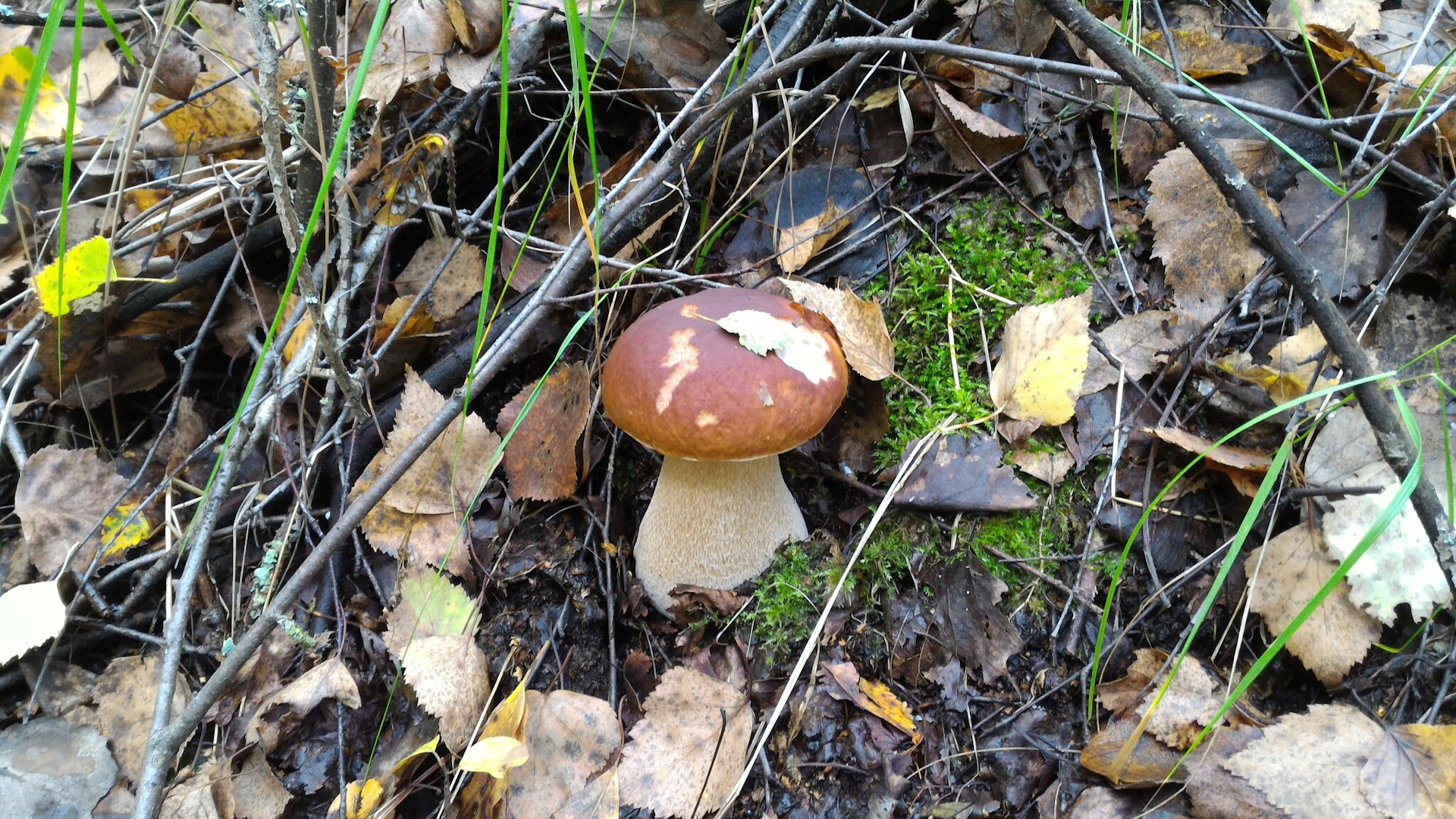 Поездка за грибами